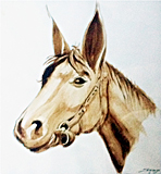 Tête de cheval