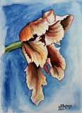 Tulipe
